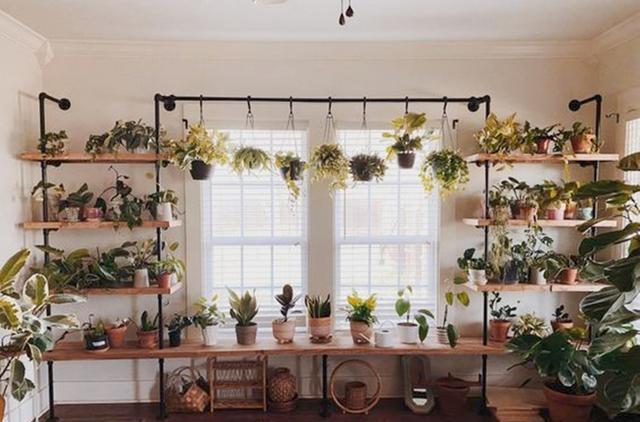 窗边也能用来种花,夏天庇荫刚刚好,家里没有院子的建议参考