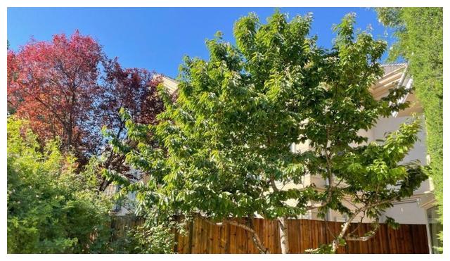 张静初|42岁的张静初的豪宅火了，种满花海，水果，太羡慕了