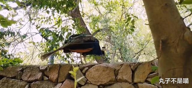 张国立|张国立2亿豪宅内景曝光,野生动物遍地跑,高树林立仿若御花园