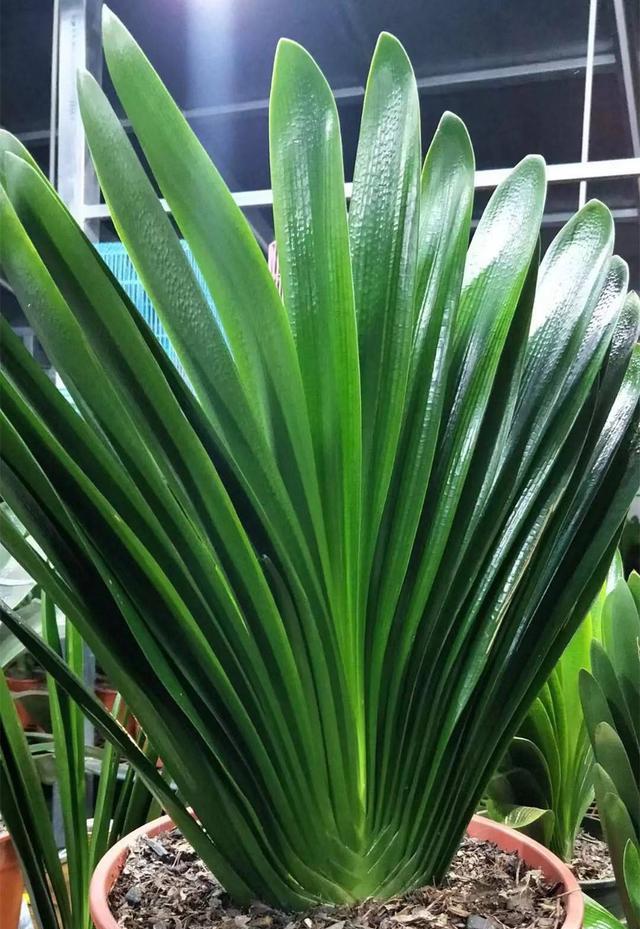 6种大型花,霸气有格调,客厅一放,堪比净化器,实用又大气