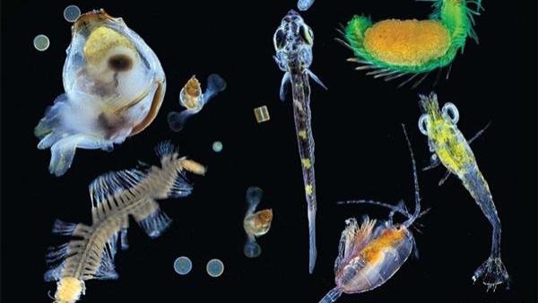 澳大利亚深海发现超长生物，身长47米却非食肉动物，长相也过于离谱