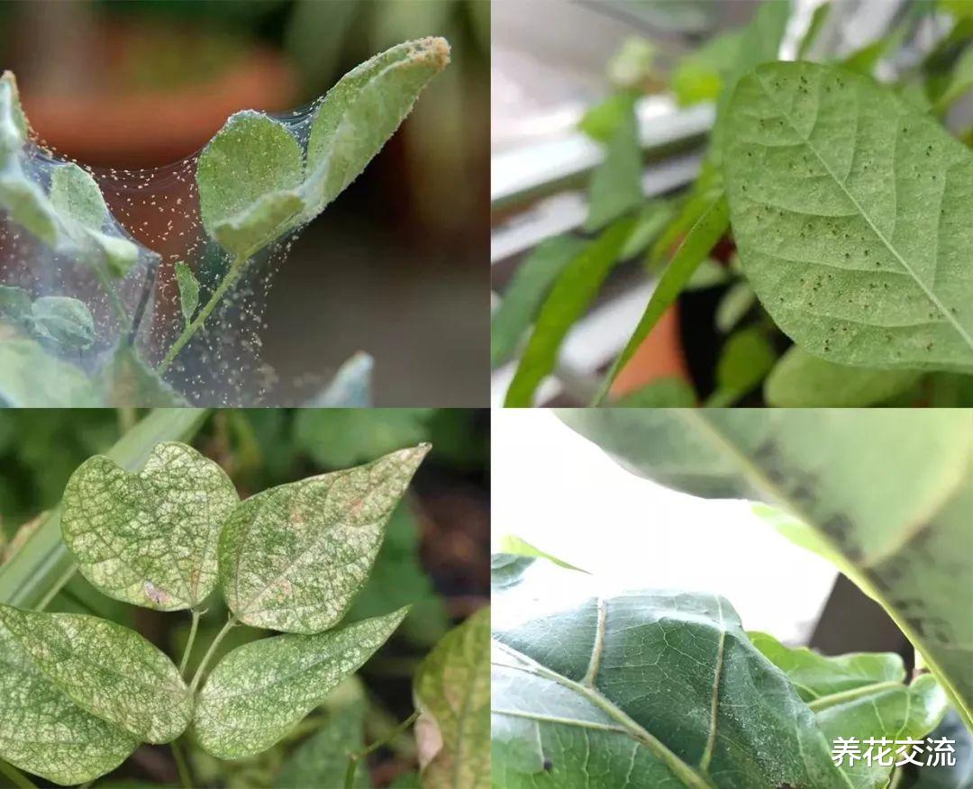 人工物理清除红蜘蛛的“笨方法”,勤快的花友可尝试