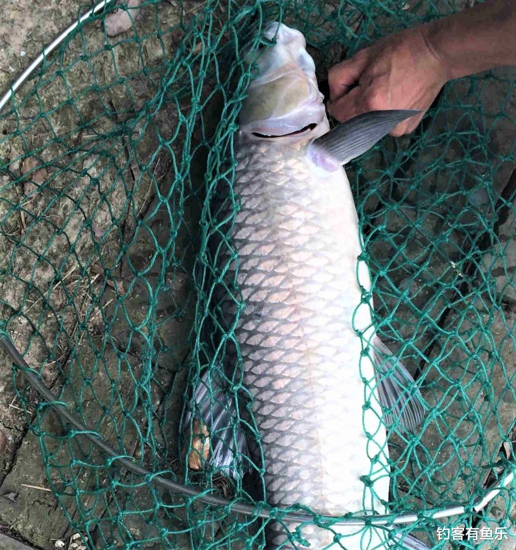 饵料|钓鱼浮漂一直没信号,不是水里没鱼,而是有些细节没做好