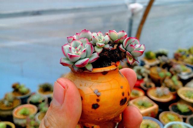 室内想要养好多肉,补光灯必不可少,是真的吗?