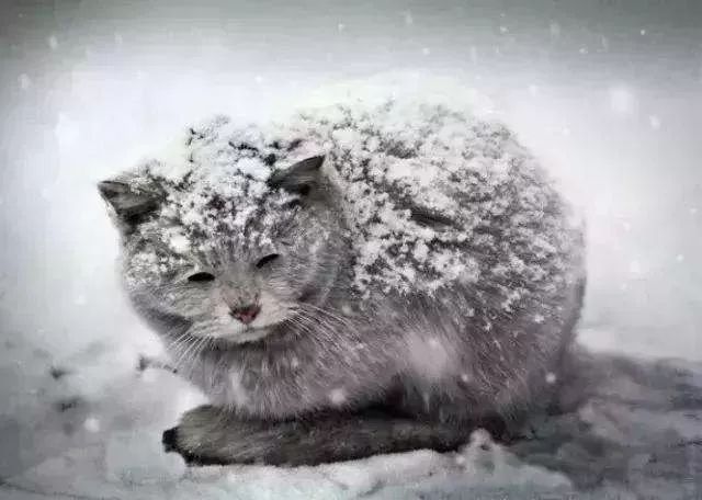 “在冬天，10只流浪猫会有6只死掉！”