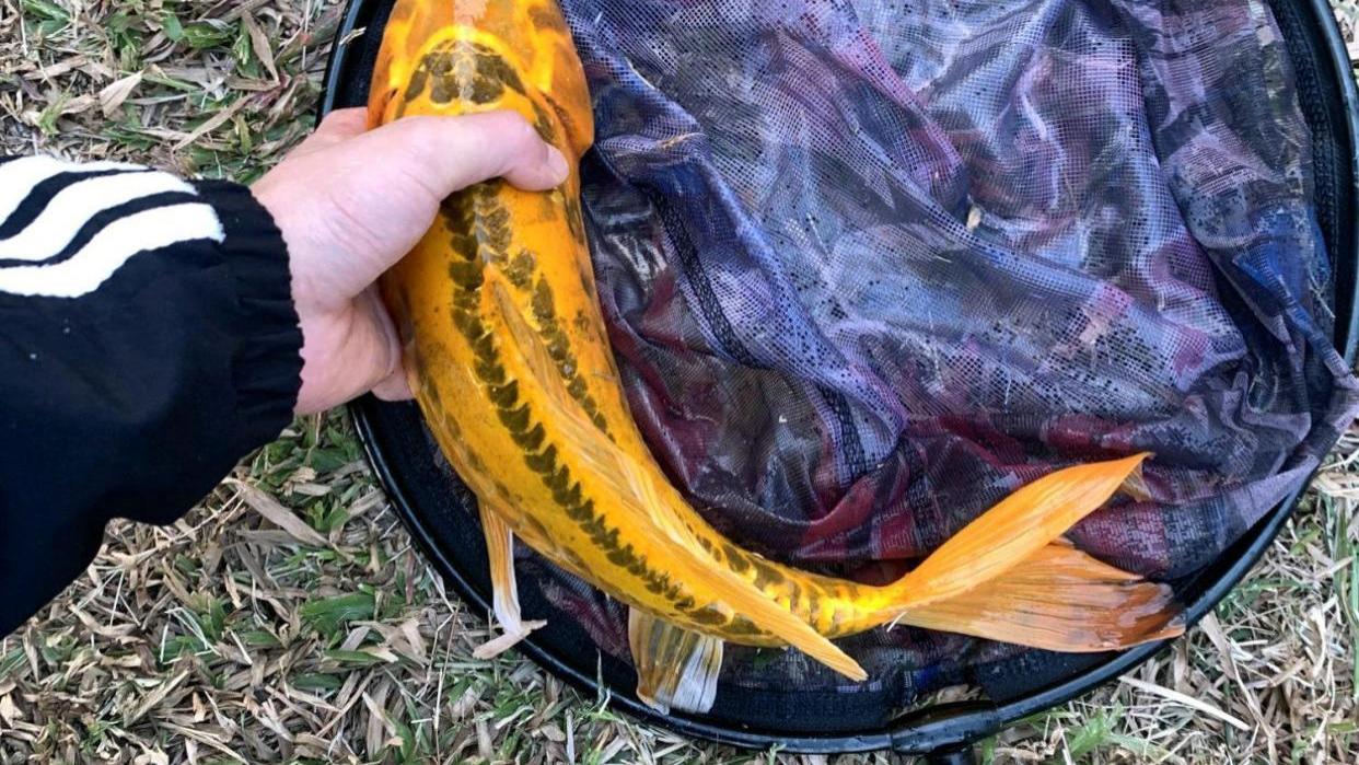 深圳市|价值上千？深圳钓友钓了条奇鱼，有人出1000想买，钓友：已经放了