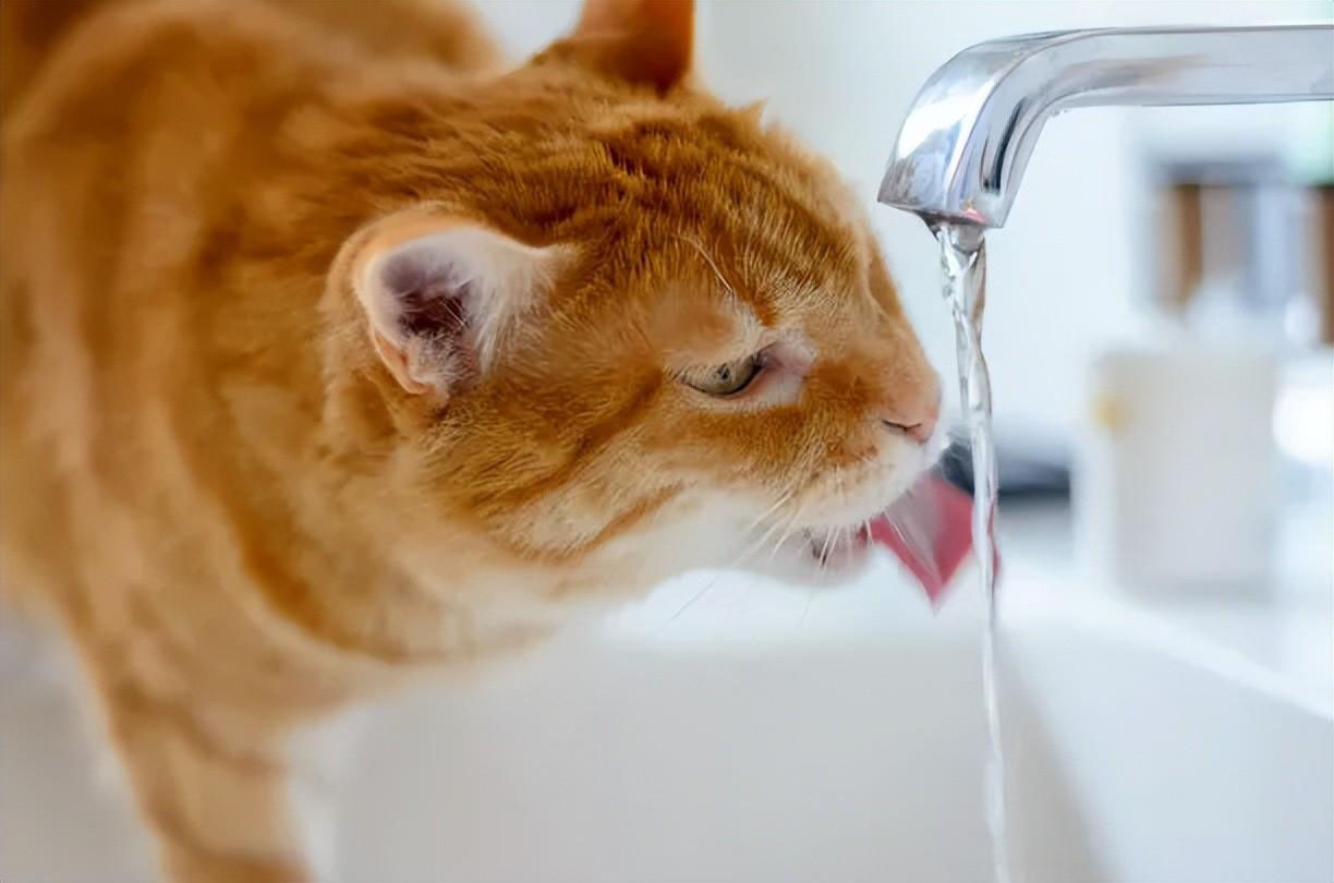新手养猫指南｜新手养猫需要做哪些准备