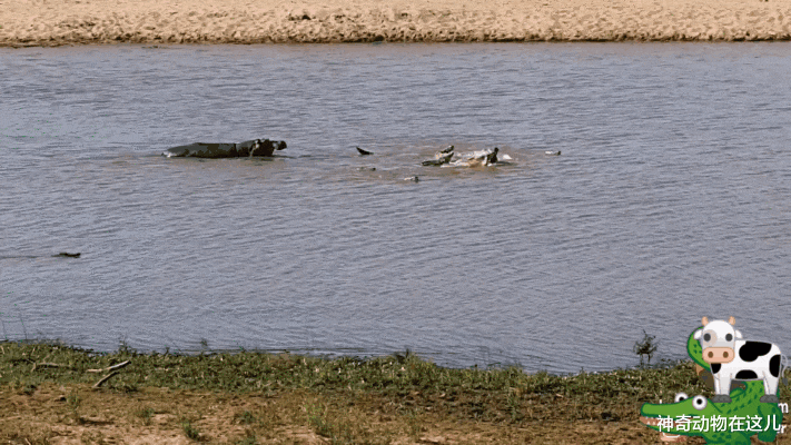 奶牛群来河边饮水，被埋伏的鳄鱼袭击，但是河马半路杀出抢了鳄鱼的食物