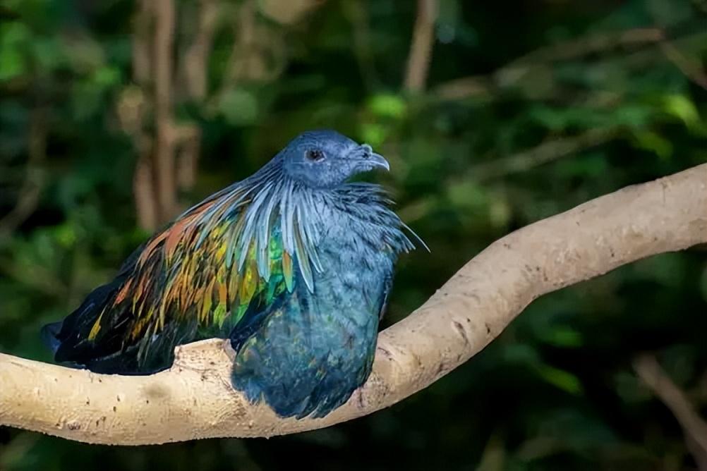 「奇特生物志」我们不是凤凰,我们只是好看的鸽子
