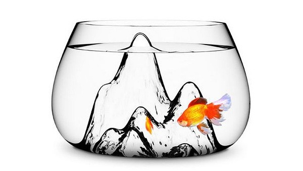 |中国风水大师谈2022年办公室养鱼有哪些讲究