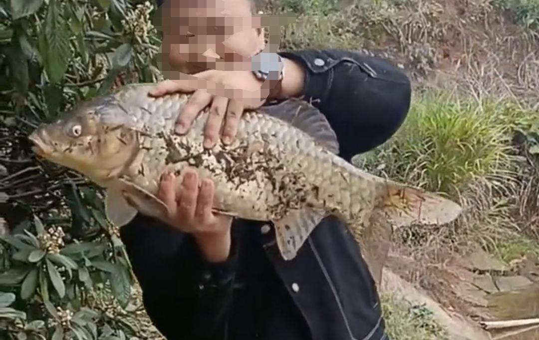 |湖南长沙钓鱼人钓到8斤重的“大鲤鱼”,经过鉴别后才发现是鲫鱼