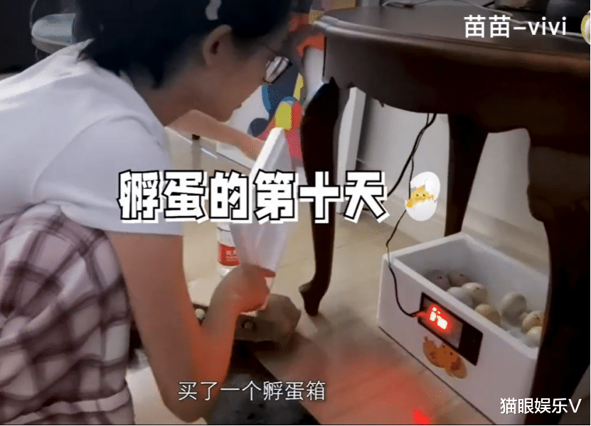 苗苗|郑恺老婆苗苗在家中养鸡，拿锄头犁地太熟练，亲自除草不嫌脏