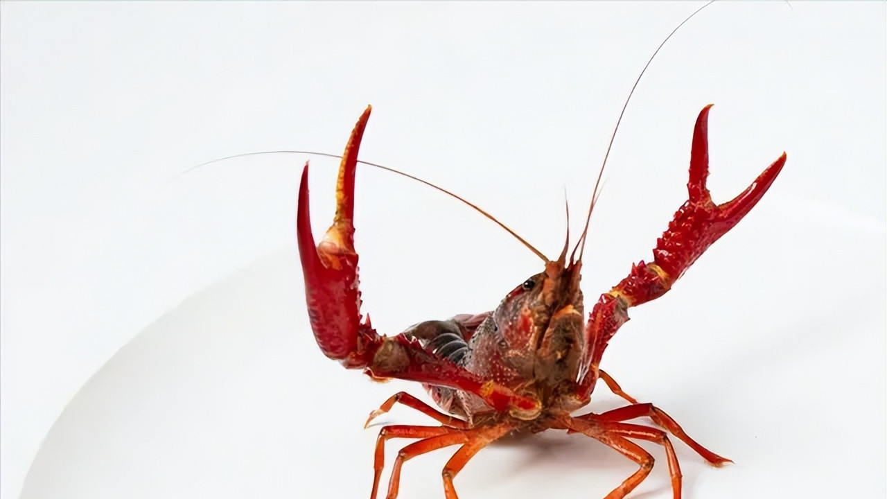日本为何禁售小龙虾？我国咬牙对付小龙虾10多年，吃货大败