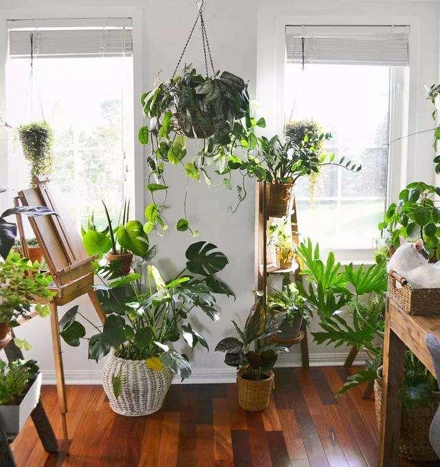 奶奶对我说，卧室别养7类花，仔细想一想，不是“迷信”是科学