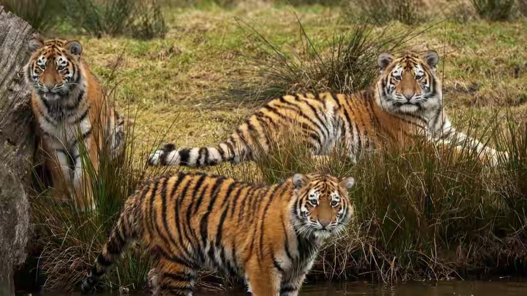 老虎的生活习性与其它猫科动物有什么不同？它有什么优越之处？