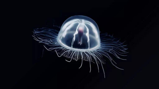 世界上最长寿的树,已经活了9600年,却只有4.88米高