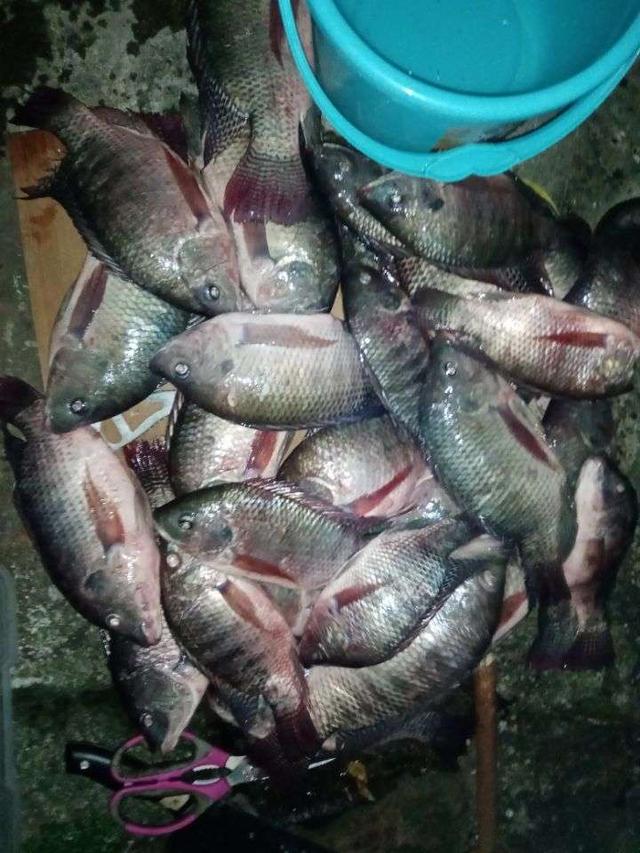 |【作钓报告】2022钓鱼之路已走完,2023开拓新的天地解锁新鱼种