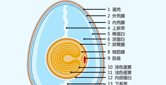 鸡为何每天都会下蛋?鸡蛋被拿后,它不生气吗?恐龙时代的BUG
