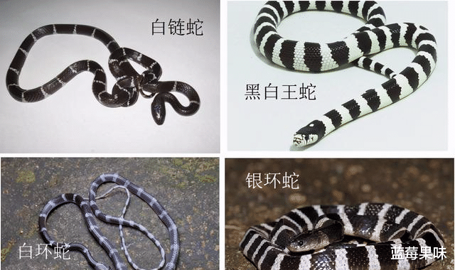 地球最毒蛇之一,亚洲一哥银环蛇,如何与其它“黑白蛇”区分?