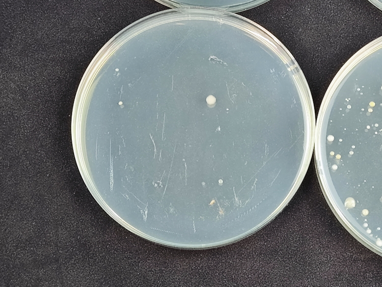 机器学习|真的能解决问题！石头A10 Plus抑菌设计实测