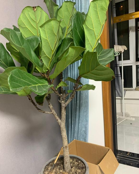 新房子装修完了，客厅摆盆琴叶榕，比发财树好养，叶子不发黄