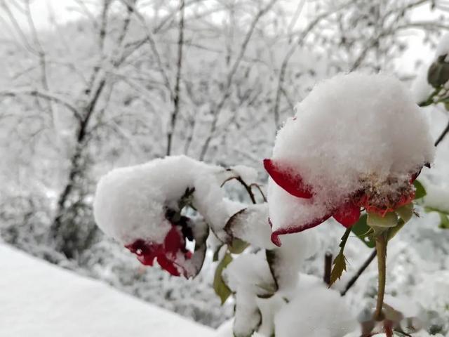 |下雪???雪???雪雪???雪???雪啦!一波雪景图来袭~