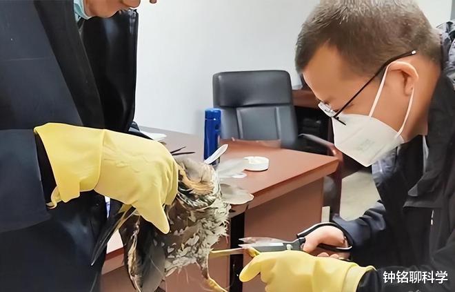 海南|罕见海南鳽现身江西！全球仅1000只，为何钓鱼人对它威胁最大？