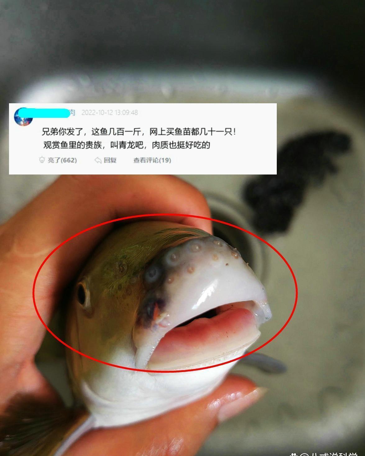 罕见物种!小伙河里钓了条“怪鱼”,外形奇特,误以为是保护物种