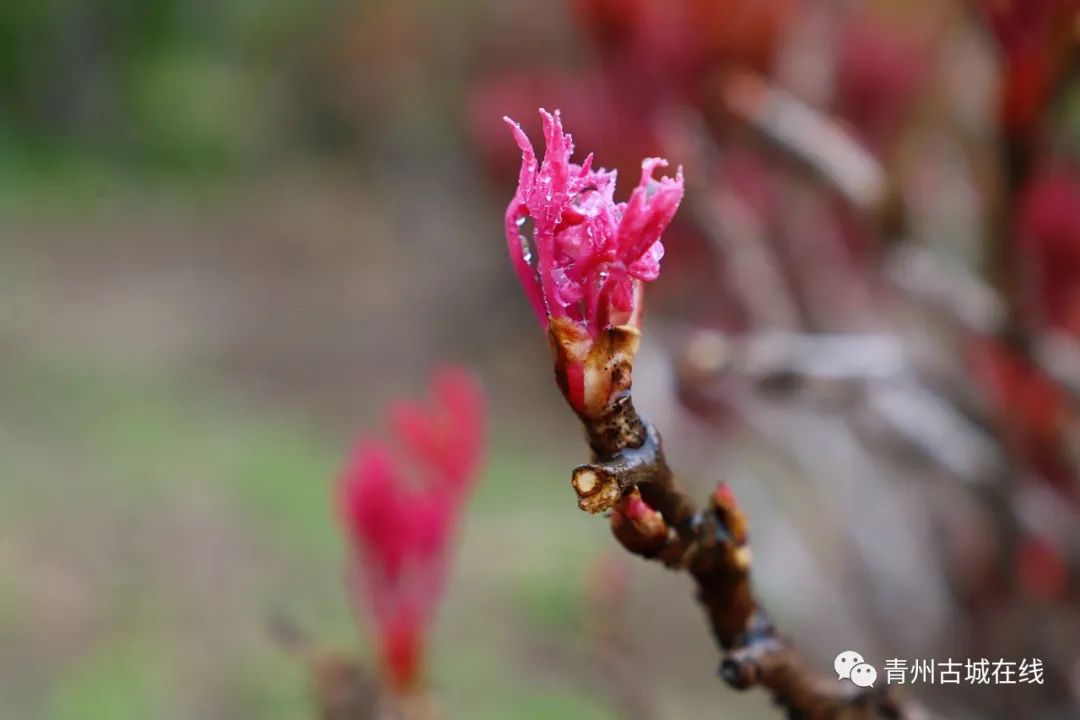 旅游日|青州古城 | 一城烟雨半城花，这里有醉美的江南之春