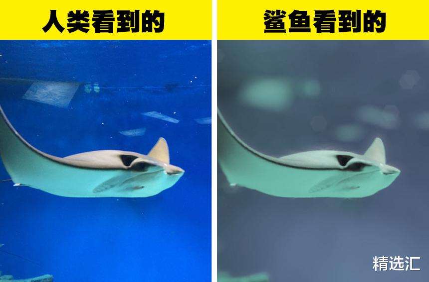科普:6种动物眼中看到的世界与人类的差异