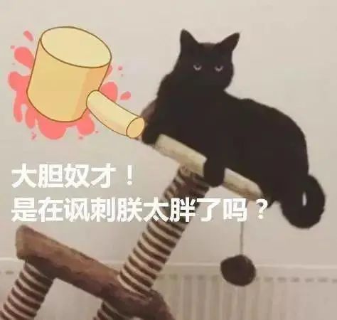 网友斥巨资购置了猫爬架，一开始猫很喜欢，没想到的是…