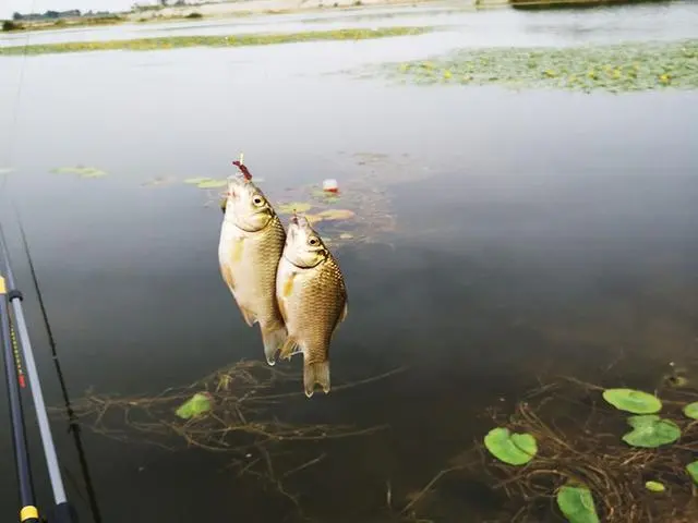 太阳队|冬钓时单开蓝鲫还有用吗？野钓亲测，蓝鲫加上这两种效果更佳