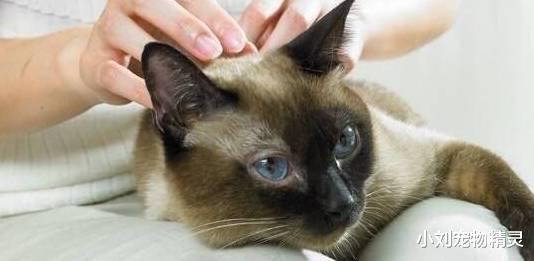 养了只猫咪，胆小不和人亲近怎么办？