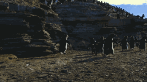 间谍|人类混入企鹅群后,被原配暴打,被渣男抛弃,网友:这个导演不是人