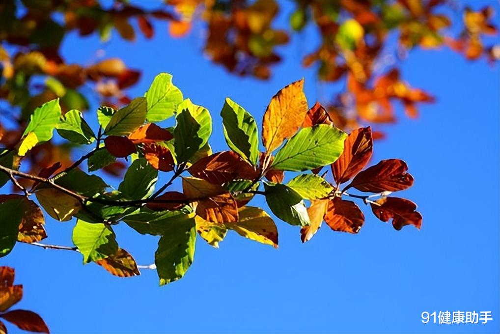 立秋|立秋 | 风吹一片叶,万物已惊秋