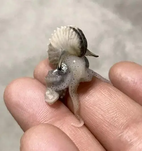关于鹦鹉螺的知识，造型可爱的‘活化石’