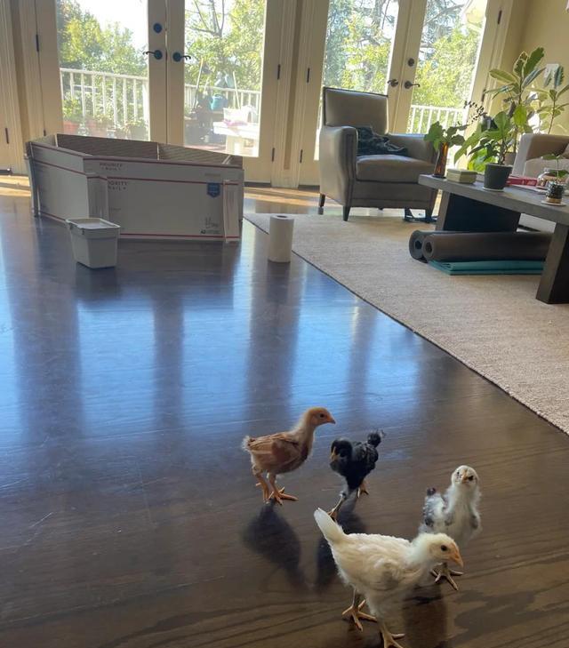 别墅|100万的别墅,自己不住,拿来养鸡、种菜,业主是怎么想的?