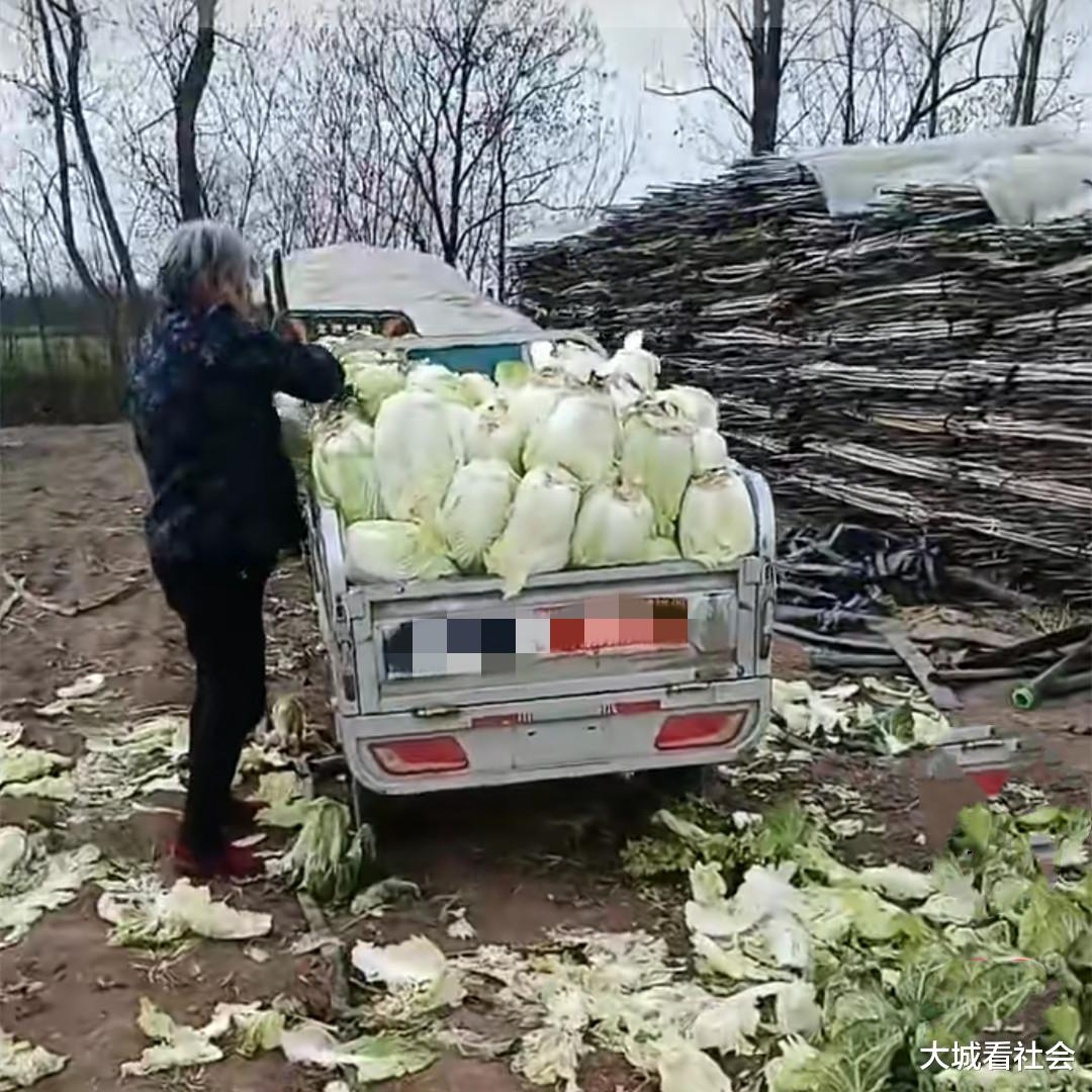河南一女子种菜卖不出去，1车20元卖给村民，老人装多被说占便宜