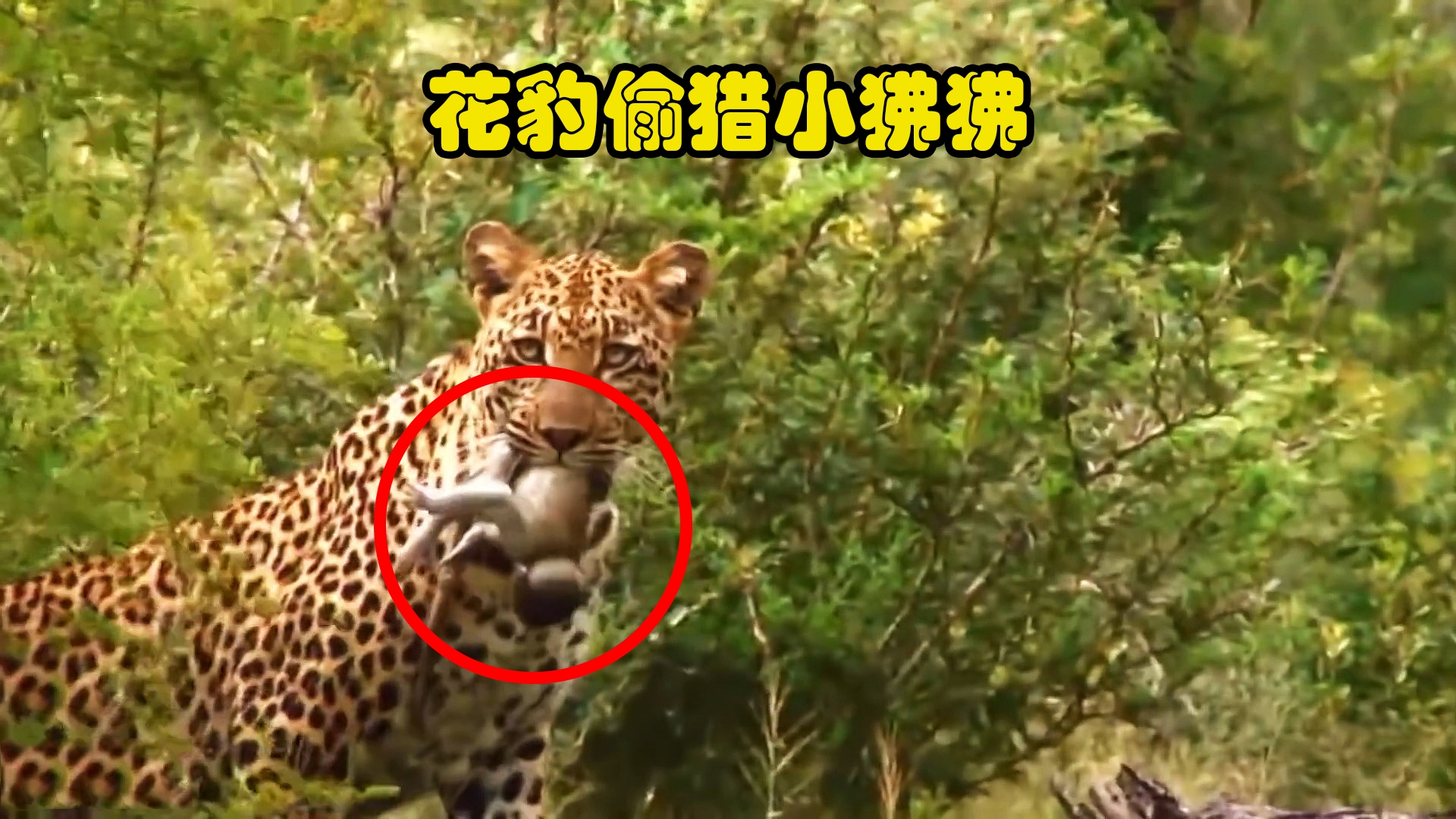 实拍花豹偷偷猎杀一只小狒狒,事后被大狒狒们疯狂追赶