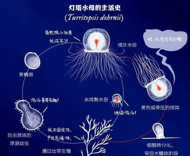 地球上有真正不死的生物吗?为什么?