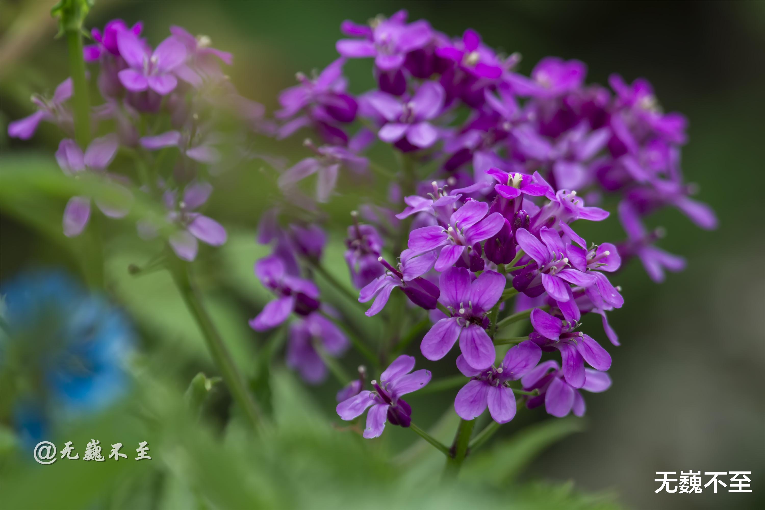 四川省|九顶归来不看花，但是这些花名你知道吗？科普一下不就认识啦