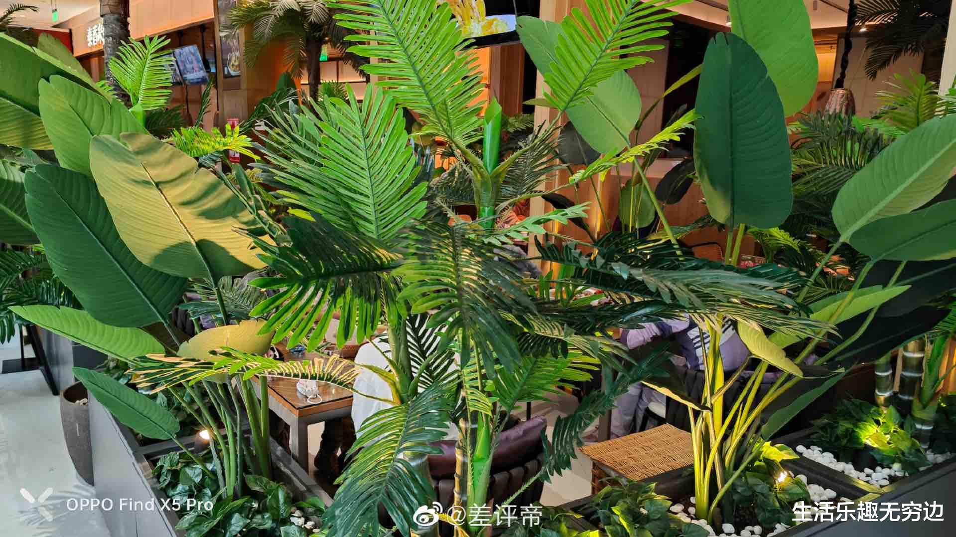 芯片|植物35亿年历史,竟然没进化出一种黑色的花,为什么?