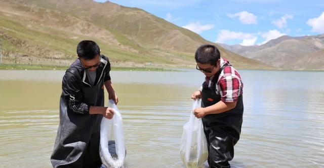 千山|西藏羊湖的鱼儿泛滥成灾，8亿公斤无处安放，藏民为啥不吃鱼？