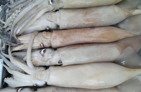 鳄鱼|8个冷知识科普:打针时身体上的肉会不会塞进针管里?