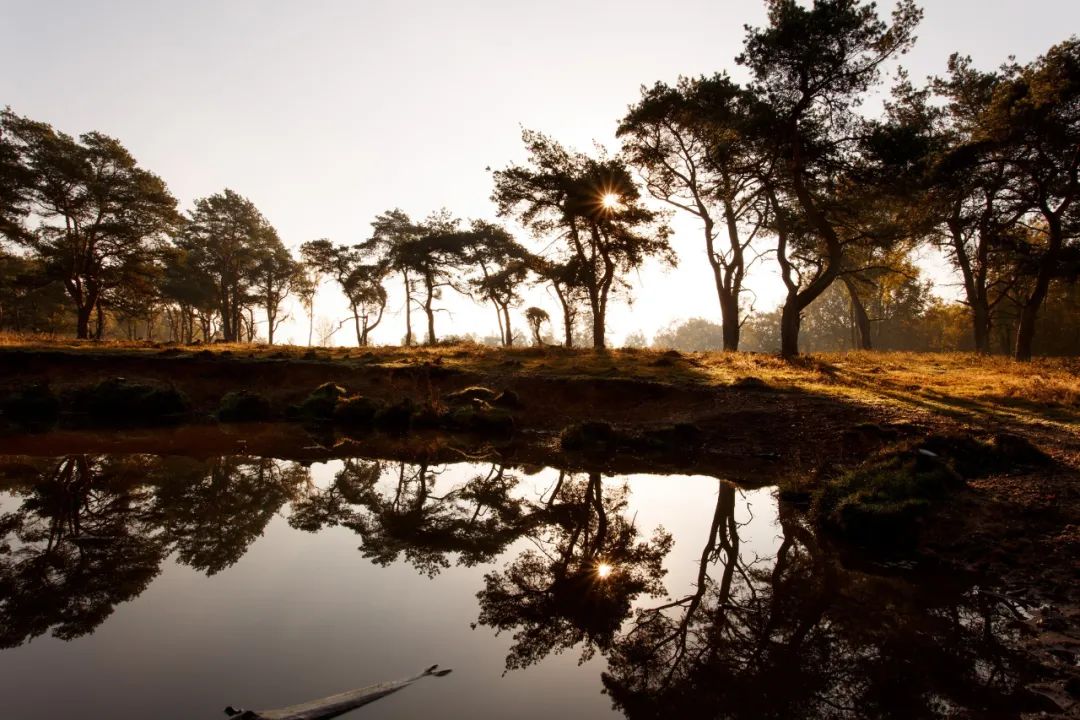 生肖|2022年，红娘助力，情窦顿开，邂逅浪漫真爱，喜结连理的三个生肖