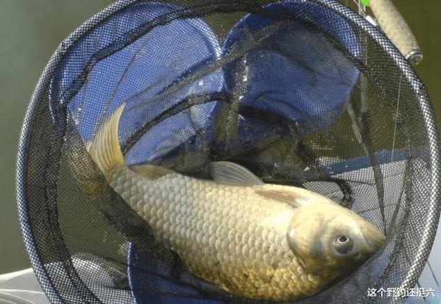 饵料|走出初春“鱼难钓”的困境,做好三点鱼获可期!切记不盲从不扎堆