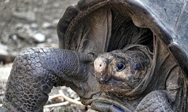 地球生物是不是在“轮回”?已灭绝113年的巨龟再度现身,啥情况