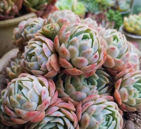 买多肉要慎重,群生,缀化不要买,室内养不好,死亡率80%!