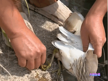 现实版鹬蚌相争河蚌夹住鸟脚，男子敲碎蚌壳放飞鹬鸟，赞不赞成？