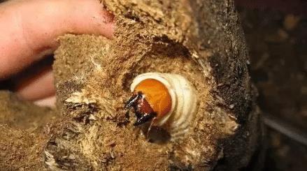 冰种翡翠|玉石里面的虫子是怎样钻进去的？